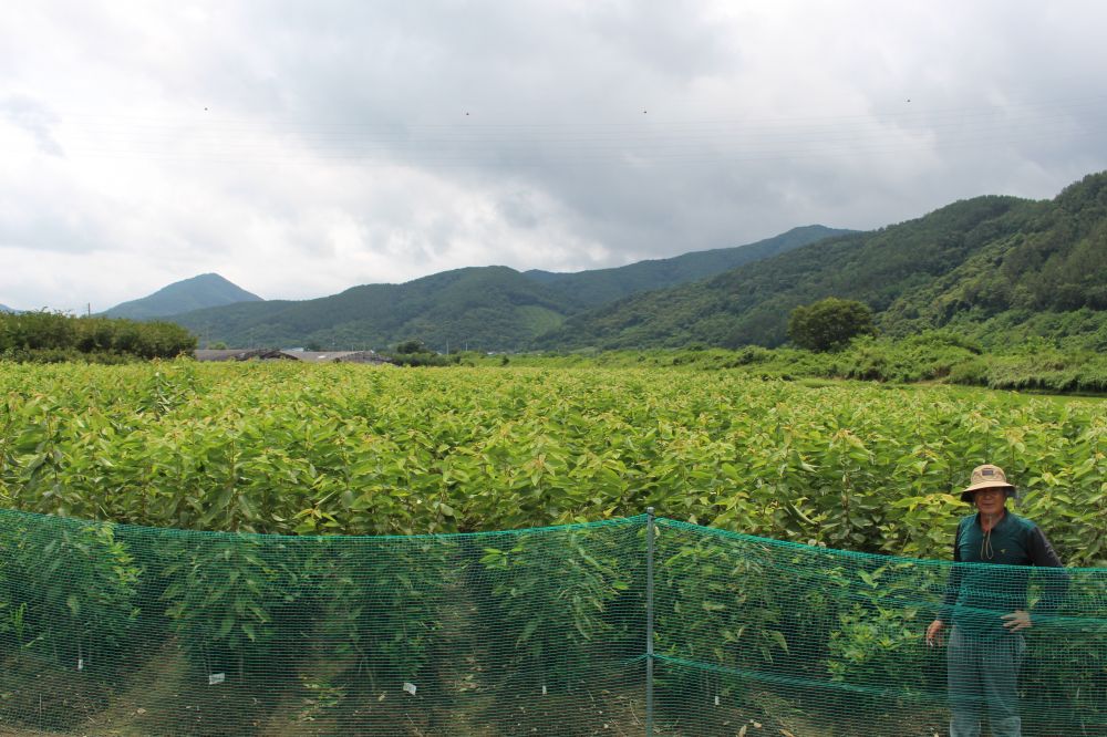 태화묘목 대표60.JPG