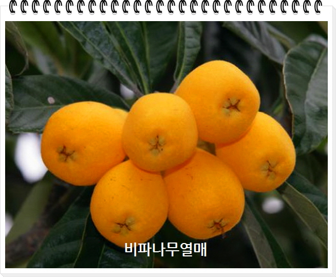 비파열매1.jpg