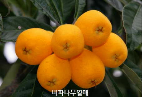 Resized_비파나무묘목4(1)_1731238594418.png