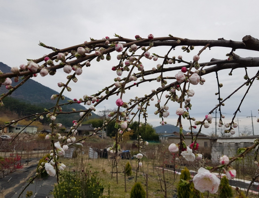 삼색도화.PNG