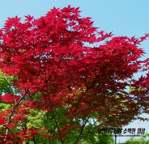 접목홍단풍_중국산.png2.png