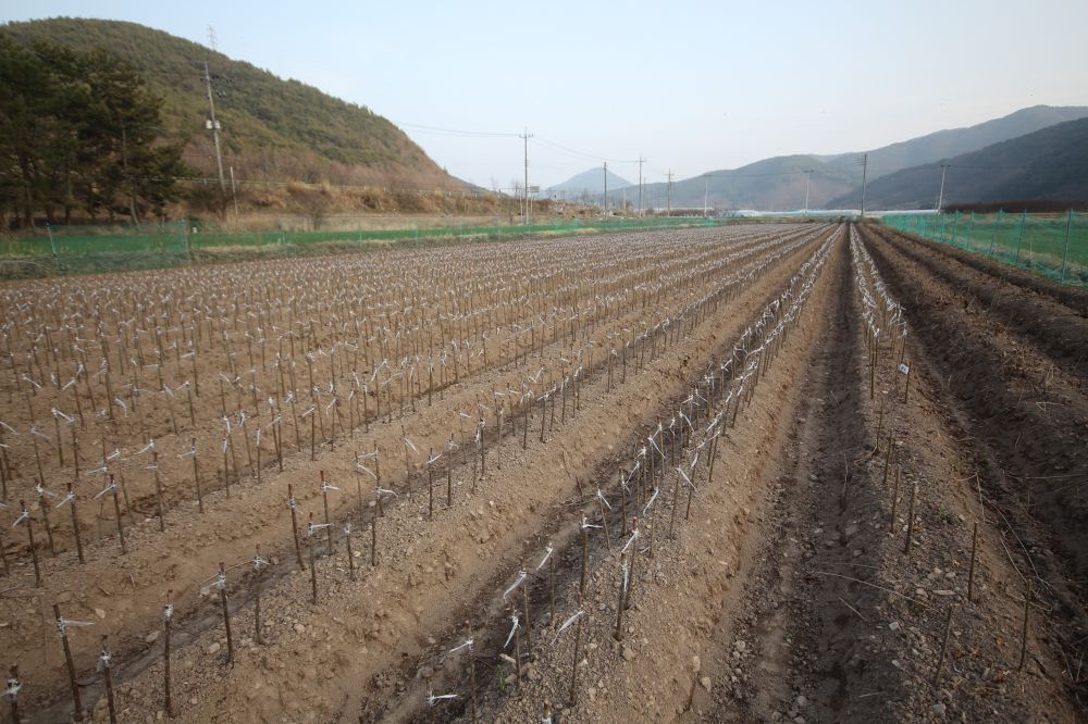 사천 체[리묘목장 (8).JPG