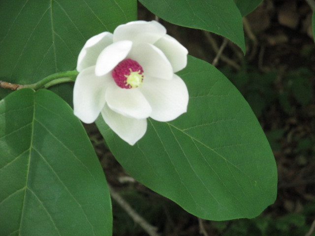 산목련 함박꽃.jpg